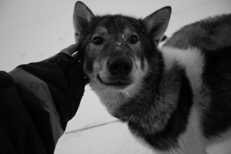 Svalbard_scott_turnerbreen_sled_dog_1
